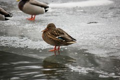 Anas platyrhynchos