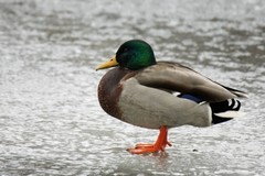 Anas platyrhynchos