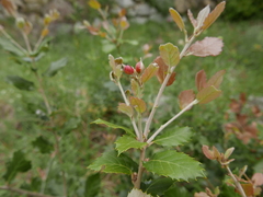 Plagiotrochus quercusilicis
