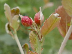 Plagiotrochus quercusilicis