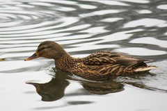 Anas platyrhynchos