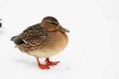 Anas platyrhynchos