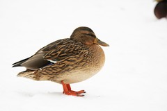 Anas platyrhynchos