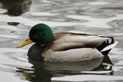 Anas platyrhynchos