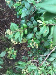 Backhousia myrtifolia