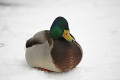 Anas platyrhynchos