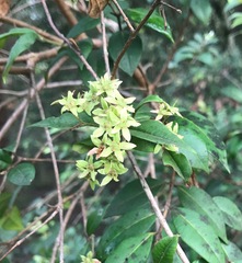 Backhousia myrtifolia