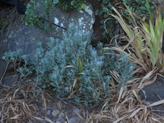 Euryops pectinatus pectinatus