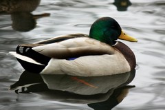 Anas platyrhynchos