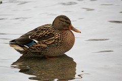 Anas platyrhynchos