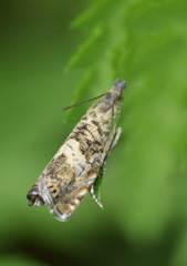 Dichrorampha agilana