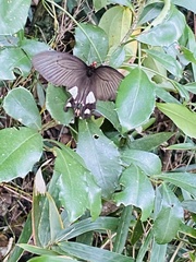 Byasa polyeuctes termessus