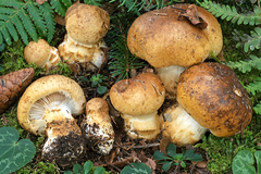 Cortinarius subvalidus