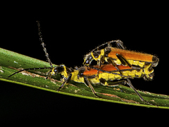 Chauliognathus atricornis