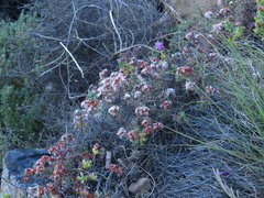 Crassula pruinosa