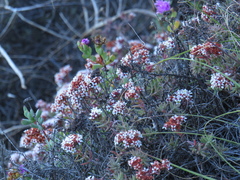 Crassula pruinosa