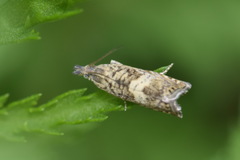 Dichrorampha agilana