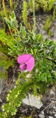 Podalyria buxifolia