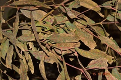 Ophelimus eucalypti