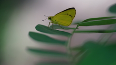 Cupitha purreea