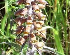 Digitalis parviflora