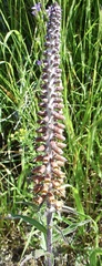 Digitalis parviflora