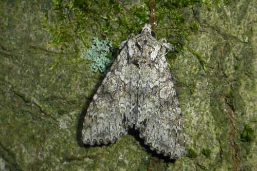 Pilkasis pelėdgalvis nuotrauka