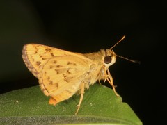 Potanthus confucius dushta