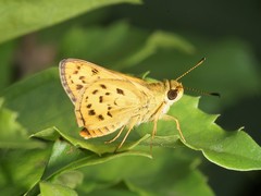 Potanthus confucius dushta