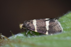 Lampronia flavimitrella