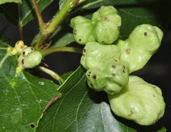 Pemphigus vesicarius