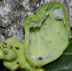 Pemphigus vesicarius