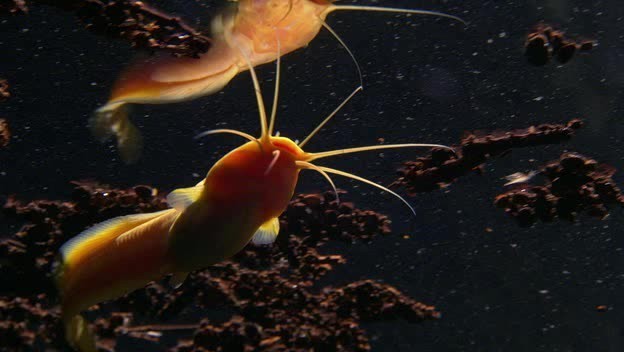 Cave catfish (Clarias cavernicola) — Clariidae