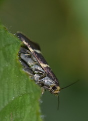Lampronia flavimitrella