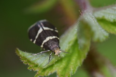 Lampronia flavimitrella