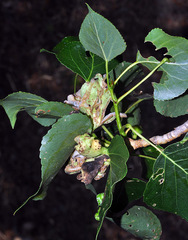 Pemphigus vesicarius