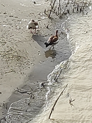 Alopochen aegyptiaca