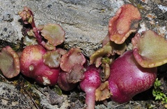 Pericartiellus durieui