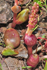 Pericartiellus durieui