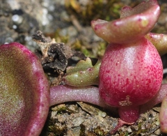 Pericartiellus durieui