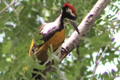 Chrysocolaptes festivus