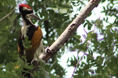 Chrysocolaptes festivus