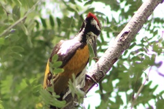 Chrysocolaptes festivus