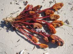Pyura gibbosa