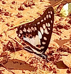 Graphium doson eleius