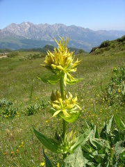 Gentiana lutea lutea