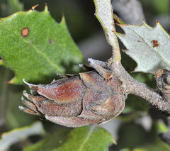 Phyllodiplosis cocciferae