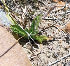 Hypoxis villosa
