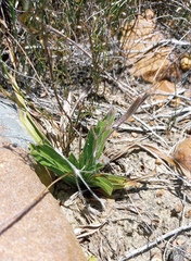 Hypoxis villosa