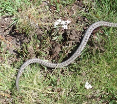 Vipera seoanei